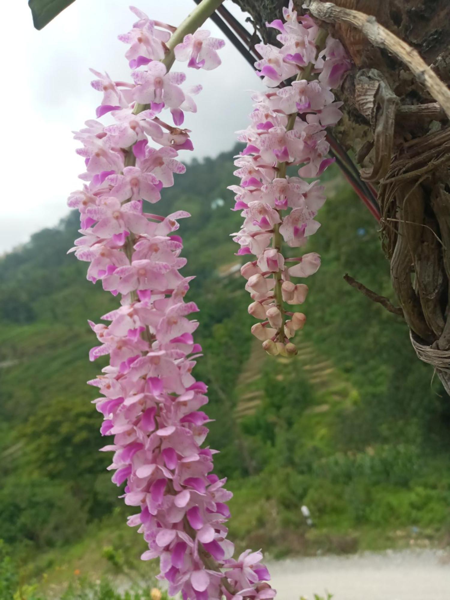 Unique Point Home Stay Nagarkot Kültér fotó